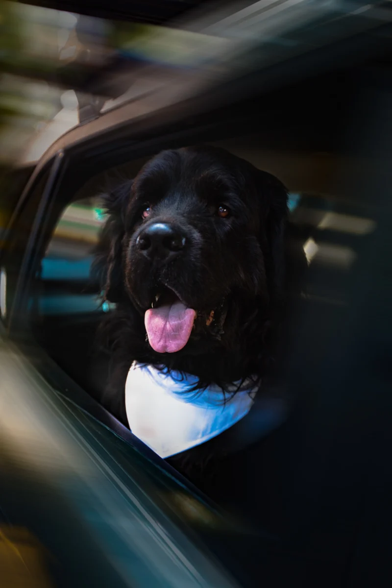 Un terranova negro de nombre Fito. parte del equipo de Big Apple Creative Studio, en rodaje en exteriores.